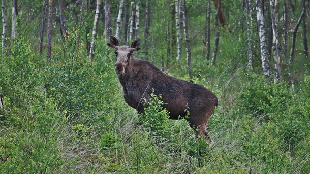 Stort hot mot det fossilfria samhället?