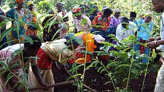 Trädplantering i Uganda har inget med miljöprofil i Sverige att göra, anser Högsta förvaltningsdomstolen.