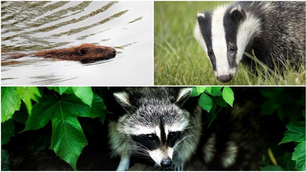 Bäver, grävling och tvättbjörn. Tre arter som ska få jagas med pilbåge, enligt Naturvårdsverkets förslag. 