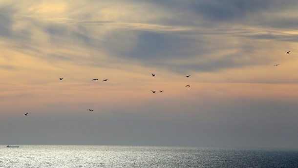 Öresund – en av 15 platser i Danmarks nya naturkanon.