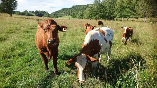 Köttdebatten måste bli mer nyanserad än att allt kött ses om ett – lika stort – klimathot. Det anser Sveriges nötköttsproducenters ordförande Jan Forssell.