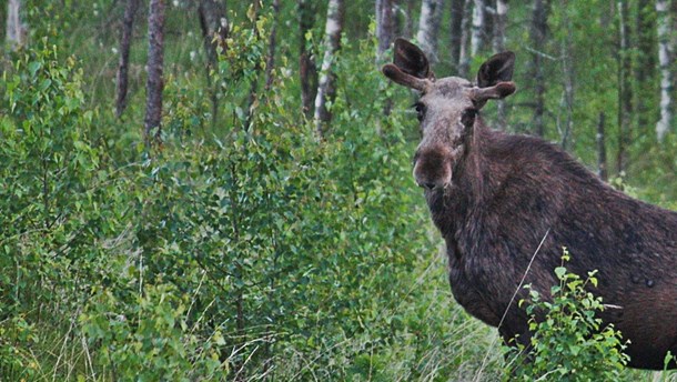 Naturvårdsverket vill koppla greppet på älgen