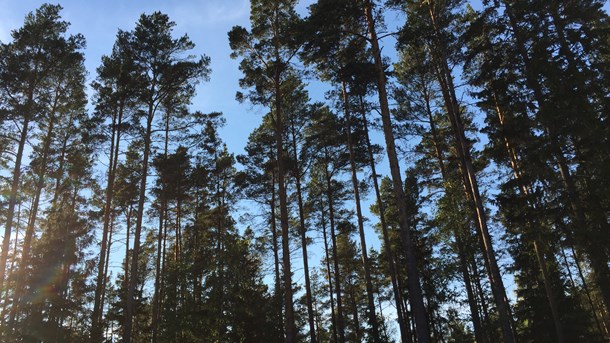 Vånda inför beslut om skogsinventering 