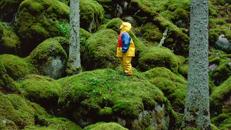 Staten vill att fler skogsägare köar för naturskydd