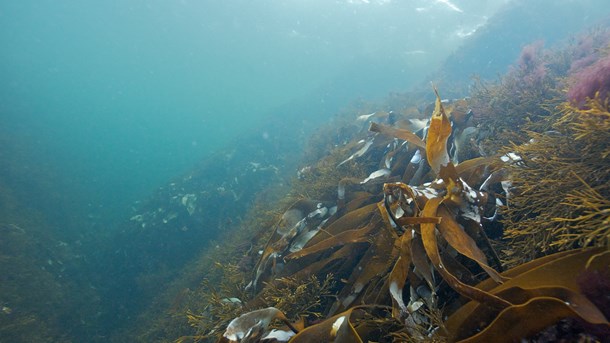 Miljöorganisationernas önskemål på fiskeområdet får bred uppbackning. 