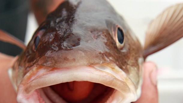 Mycket ovanligt om torskfiskestopp går igenom