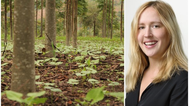 Agroforestry i Kenya – träd planterade bland grödor.