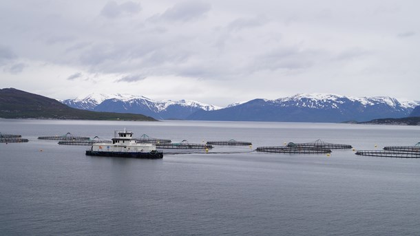 Laxlarm från Norge lämnade inga spår