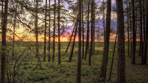 "Kombinera intensivodling av skog med mer skyddad natur"