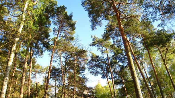 "Vad får naturvård i den svenska skogen kosta?"