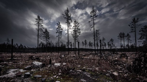 "Det är av yttersta vikt att anslaget till skydd av skog höjs"