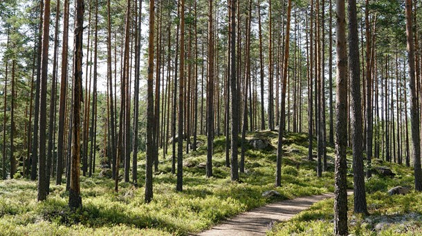 "Miljömålet i skogen kan nås utan kostnad"