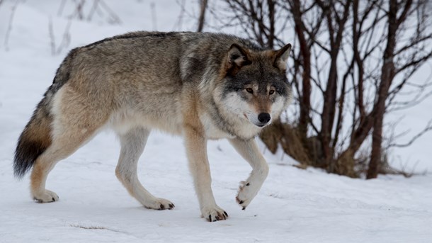 Som jagande markägare och hundförare vid jakt vistas vi mycket i skogen under hela året. Antalet gånger vi ser effekter av stora rovdjur ökar och de slagna djurens kamp för livet syns i omgivningen, skriver Solveig Larsson och Henrik Tågmark, Jägarnas riksförbund.