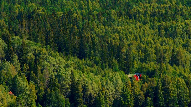 "Det är statens förbenade skyldighet att se till helheten"