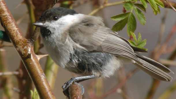 Birdlife: Oroande signaler om minskad mångfald i skogen