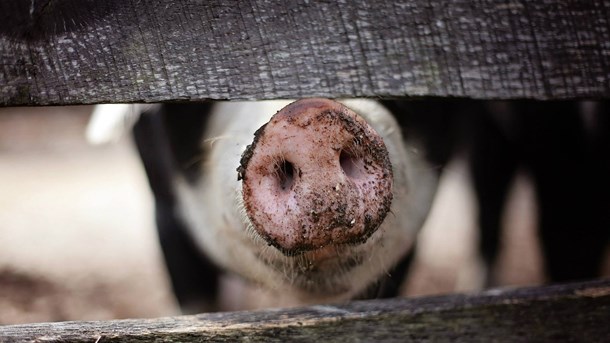 Regeringen förnyar strategi mot antibiotikaresistens