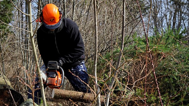 Debatt: Tio miljarder i skogen ger både jobb och pengar tillbaka