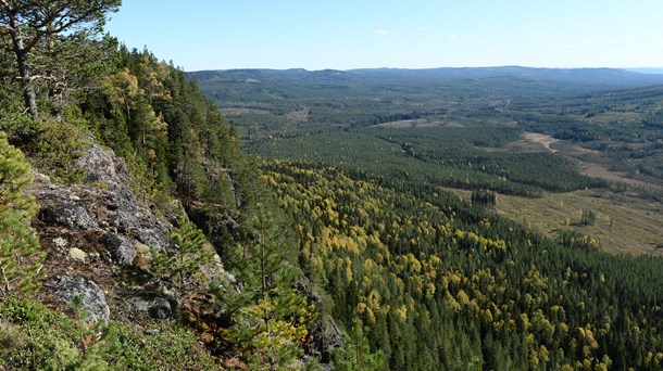 Hykjebergets naturreservat i Dalarna invigdes år 2016. Förra året bildade Dalarna flest nya naturreservat i landet.