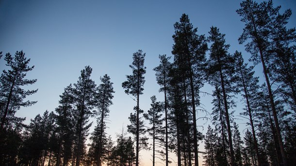 EU:s skogsstrategi måste värna skogens klimatnytta och främja förutsättningarna för det hållbara svenska skogsbruket, skriver Moderaterna. 