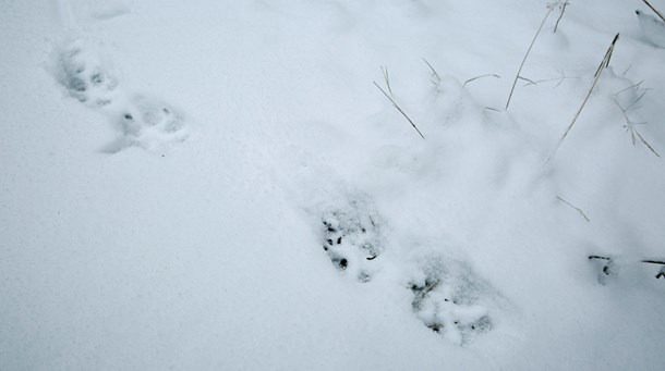 Inte populär i alla läger. Vargspår.