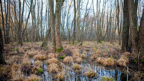 Torftigt mottagande av effektivaste klimatåtgärden