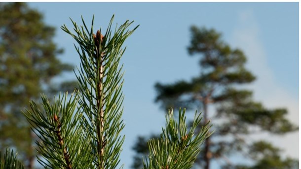 Skogsutredningen, eller äganderättsutredningen som den också kallas, får mer arbetstid från regeringen.