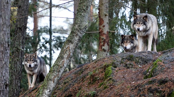 Vargarna i varghägnet på Kolmårdens djurpark, 2016.