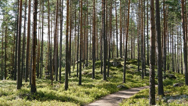 Debatt: Regeringen måste ta ett helhetsgrepp om statens skogar