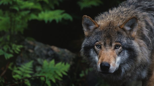 Laddat rovdjur. Världsnaturfonden WWF:s upprop om en ny rovdjurspolitik ska ha varit startskottet för de turer som ledde till att Rickard Axdorff petades ur Svenska jägareförbundets styrelse.