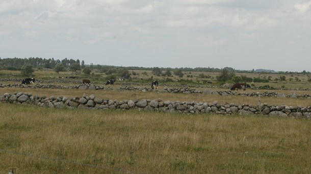 Alvaret, södra Öland.