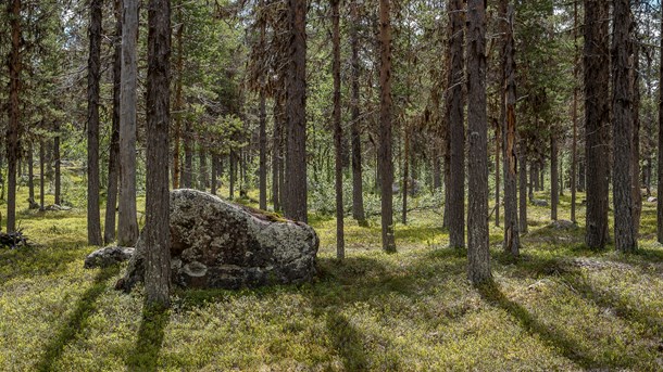 WWF: Ny politik krävs för att rädda skogens biologiska mångfald 