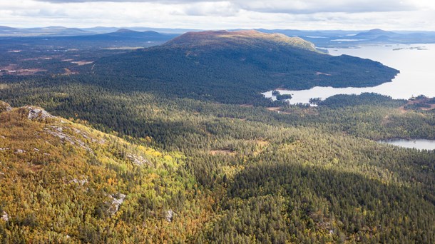 Nya stora områden pekas ut som värdefulla skogar