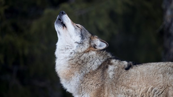 Länsstyrelser ska peka ut platser för vargflytt