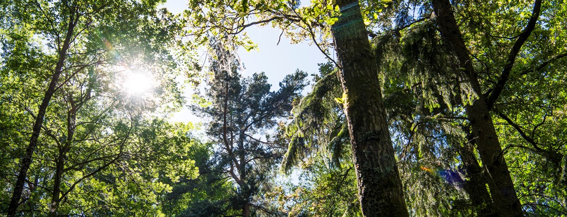 Utredare: Så får regeringen ett tydligare ansvar för skogen