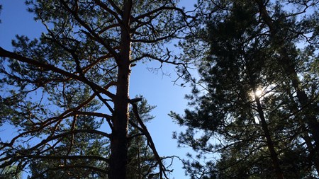 Anslaget för skydd av värdefull natur ökas till drygt 1,3 miljarder kronor nästa år, från årets 934 miljoner kronor. Regeringen lägger även mer på skötsel av värdefull natur, 1 miljard kronor, att jämföra med årets 739 miljoner kronor.