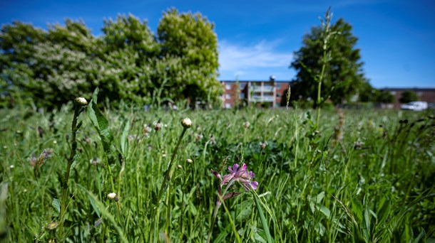 Debatt: Utveckla biologisk mångfald i staden