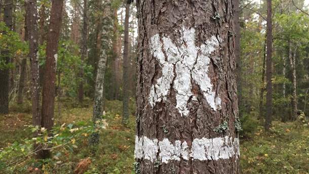 Sifferbråket – rapportering av skyddad natur ska ses över