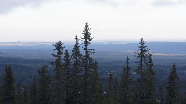 Kan man både skydda och bruka den fjällnära skogen?