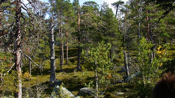 Hyggesfritt kan vara en intressant delkomponent i den fjällnära skogen