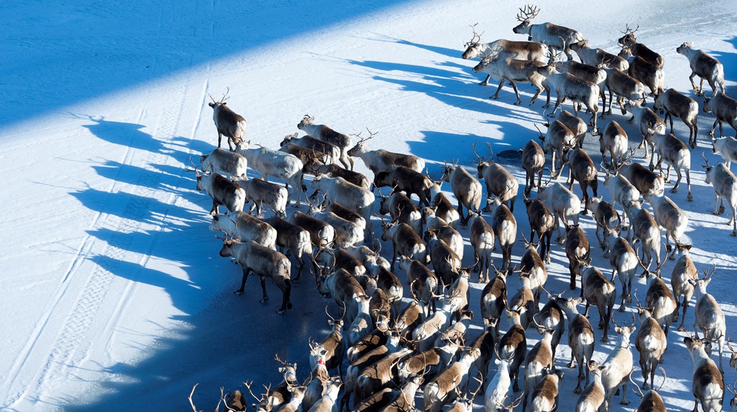 ”Angrepp på renar är inte någon nyhet i Sápmi. De är inte heller enstaka händelser, vilket medlemmar i Svenska samernas riksförbund vittnar om.”