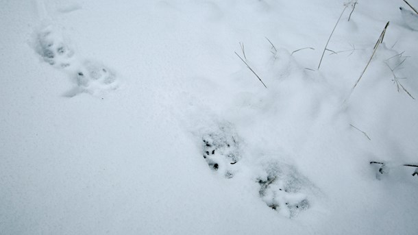 Finskryska vargar är inte välkomna någonstans