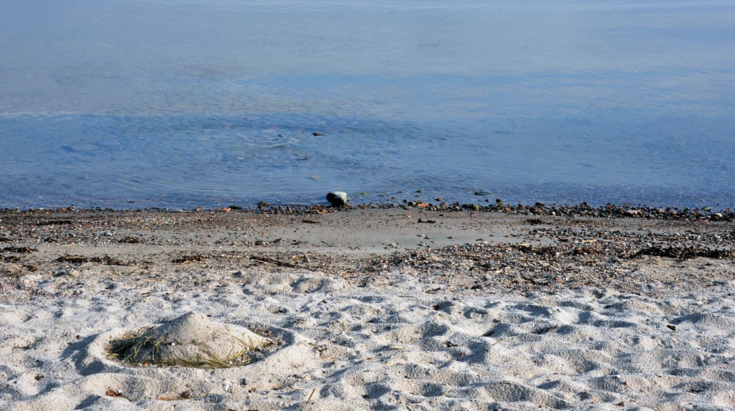 Inget av de länder som undertecknade Agenda 2030, med mål 14 ”Hav och marina resurser” har uppnått målen till 2020. Inte heller Sverige, skriver debattörerna.