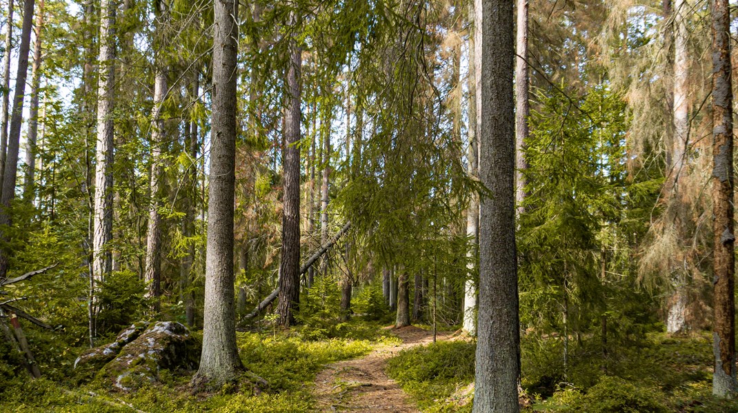 Kontraproduktivt att bestraffa den som låter naturvärden utvecklas