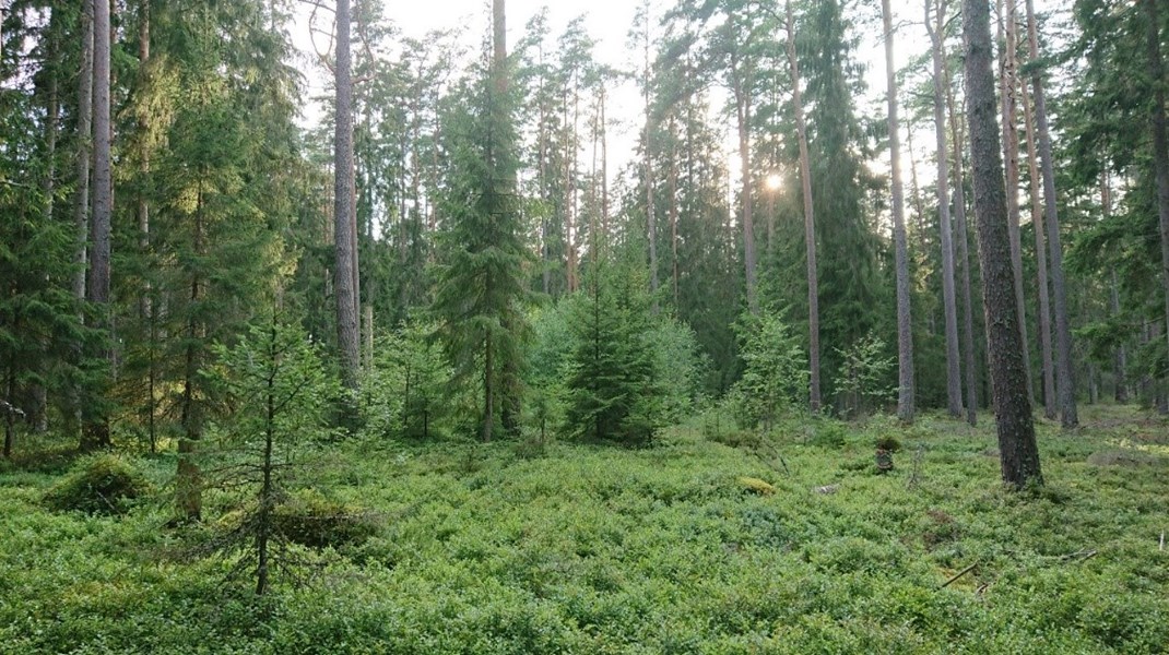 Luckhuggning nära Växjö. ”Skogar som brukas med mer naturnära metoder binder också mer kol än konventionellt brukade skogar.”