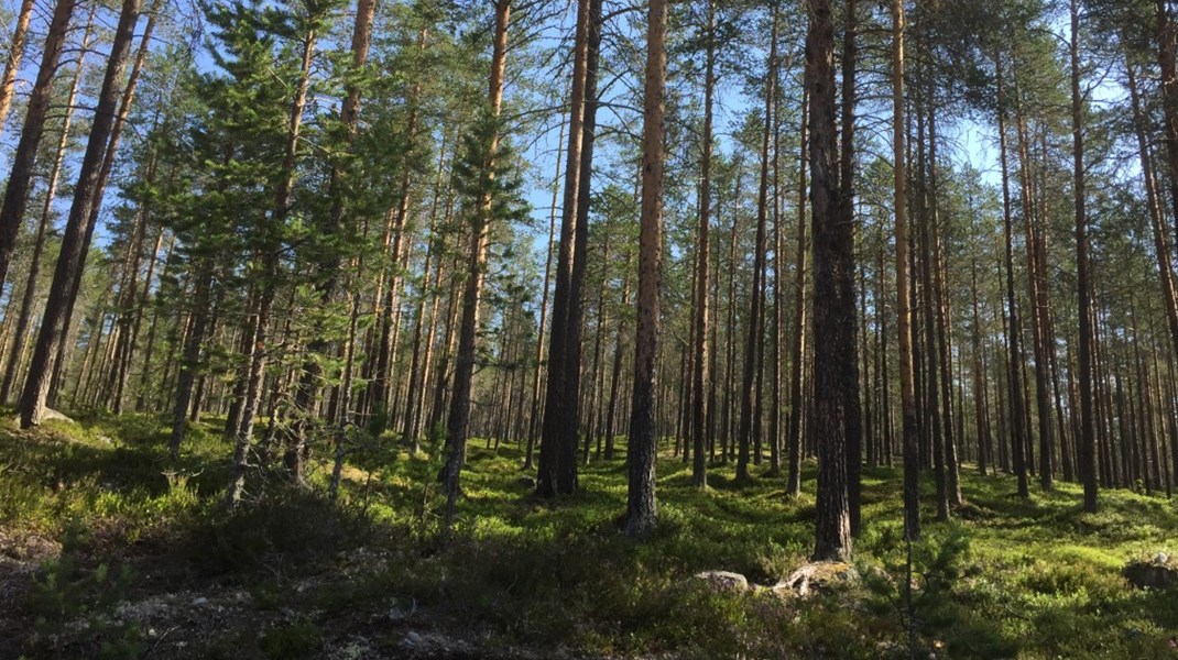 Oklart när en ny vd för statliga skogsjätten ska dyka upp.