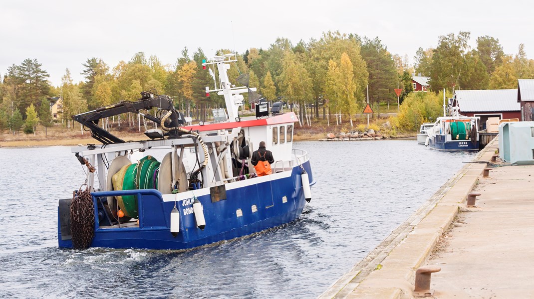 Kustfiskarna Bottenhavet: Stoppa strömmingbeståndets kollaps