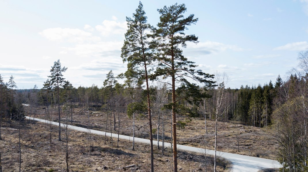 ”Tyvärr har gestaltningen av kalhyggesbruket blivit onödigt negativ i debatten och Lindroths argument underblåser detta.”