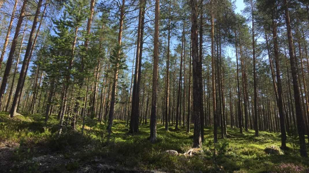 LRF Skogsdirektör Magnus Kindbom och KD:s Kjell-Arne Ottosson har anmält SVT:s serie Slaget om skogen. 