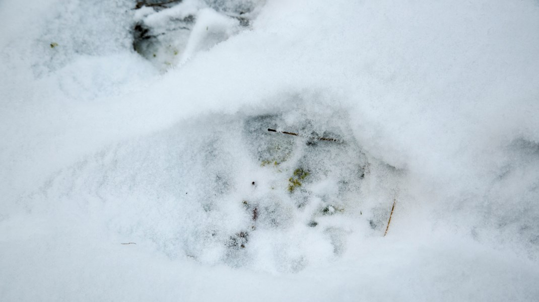 I vinter tillåts licensjakt på 33 vargar. Antalet kommer inte leda till att stammen minskar eller att människorna känner sig delaktiga i förvaltningen, skriver debattören.