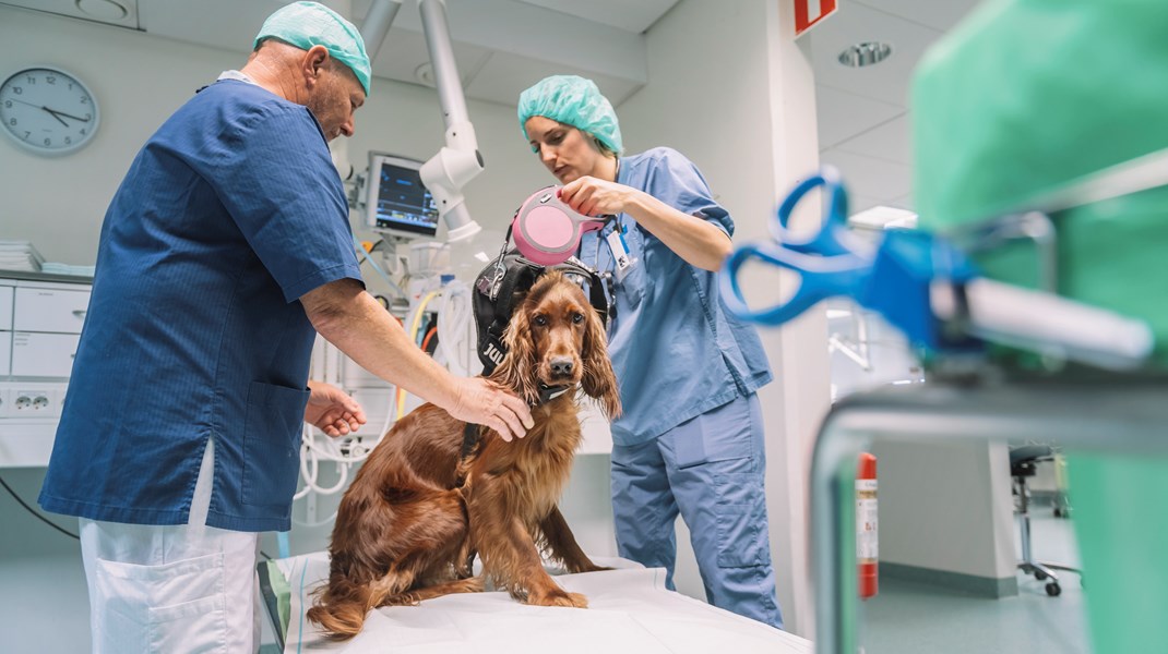 Fler utbildningsplatser löser inte veterinärbristen